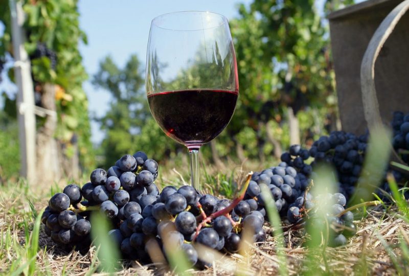 Visite du Caveau des vignerons de Valvignères à Valvignères - 2