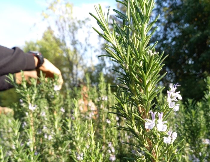 Stage découverte Cuisine et autonomie gourmande à La Roche-sur-Grane - 0