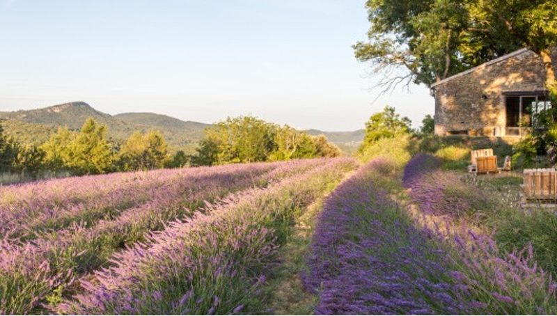 Réalisez votre baume hydratant à la lavande chez L’Essentiel De Lavande à La Bégude-de-Mazenc - 3