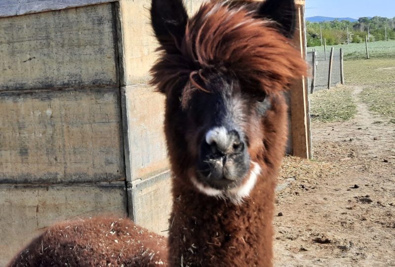 Farm: Au bonheur des animaux à La Garde-Adhémar - 12